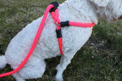 Harness lead - De harness lead M/L past op honden kleiner dan 20 kilo, de lengte van de harness lead is dan meer dan 1,80 m. Lijnlengte van rug tot handvat: bij honden van 20 tot 30 kilo – 1,80 m; bij honden van 30 tot 40 kilo – 1,50 m; bij honden van 45 tot 55 kilo – 1,20 m; bij honden 60 tot 75 kilo – 0,90 m. De dikte van de harness lead M/L is ... 